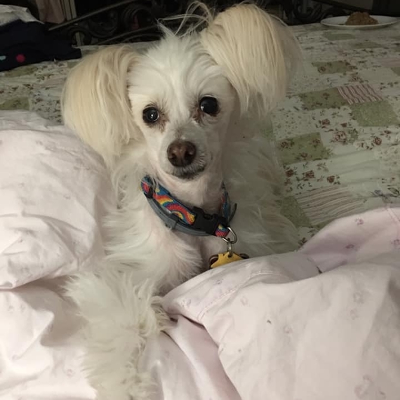 Meet your Posher, Wanda - Picture 1 of 1